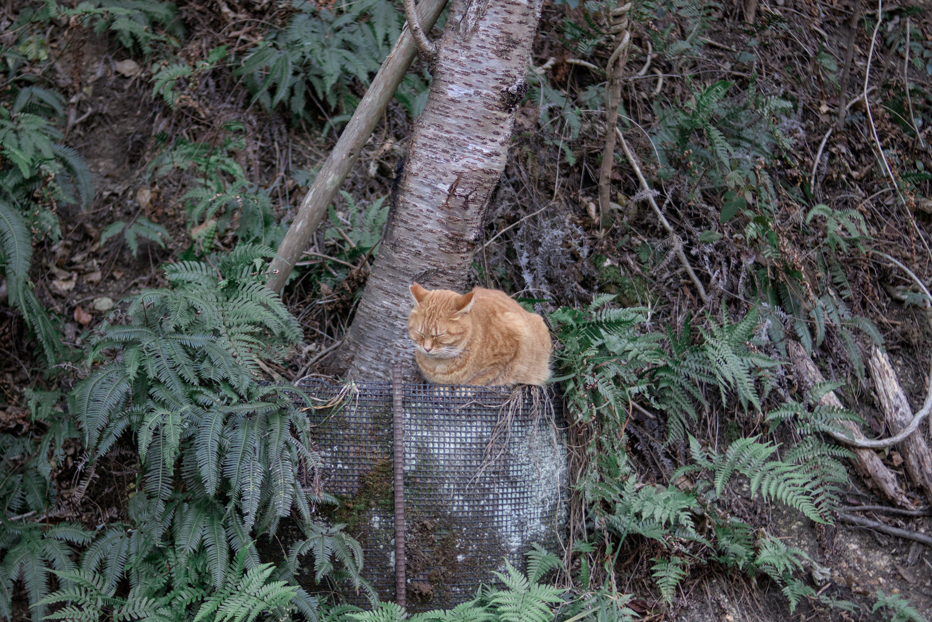 Orange cat sitting besides a tree in the woods.